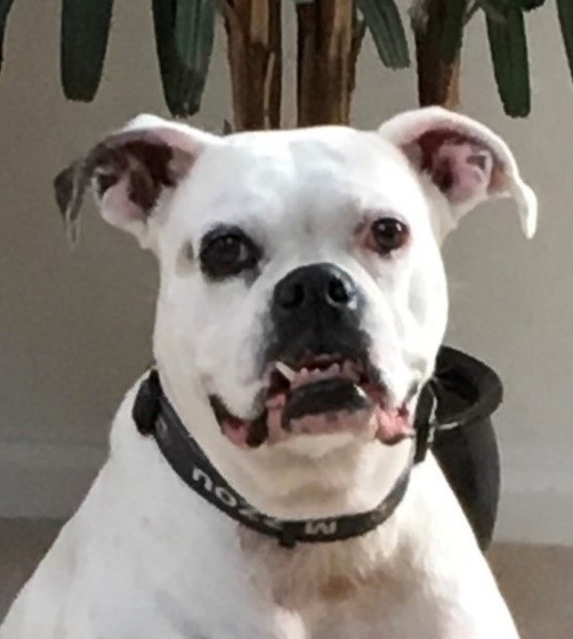 white dog showing its teeth