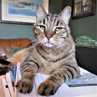 tabby cat lying on a book