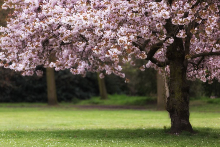 Blossoms