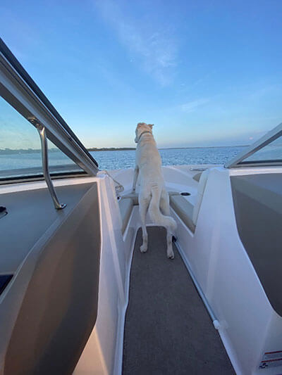 A dog on a boat