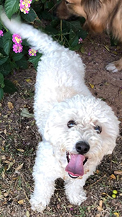 Picture of Louie, a white fuzzy dog.