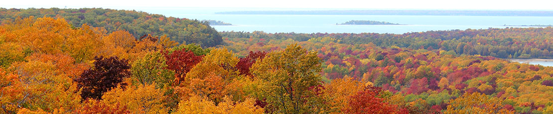 autumn trees 